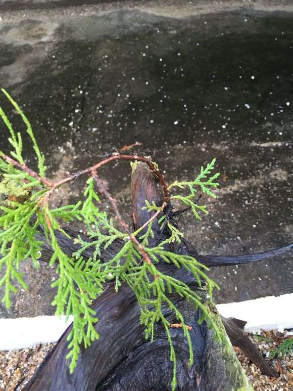 崖柏下山桩用多菌灵杀虫