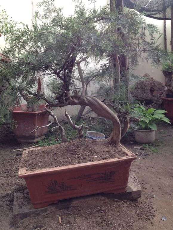 崖柏下山桩用多菌灵杀虫