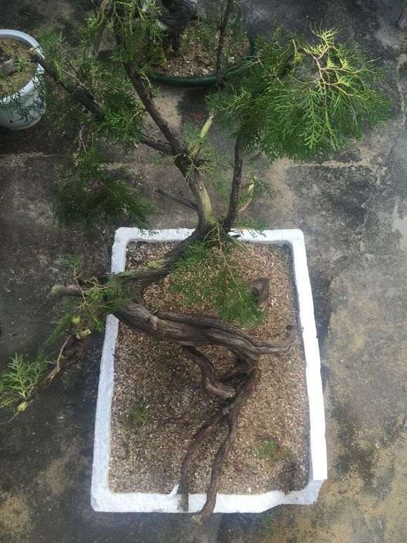 我的崖柏下山桩是用石头沙子生根剂养活的