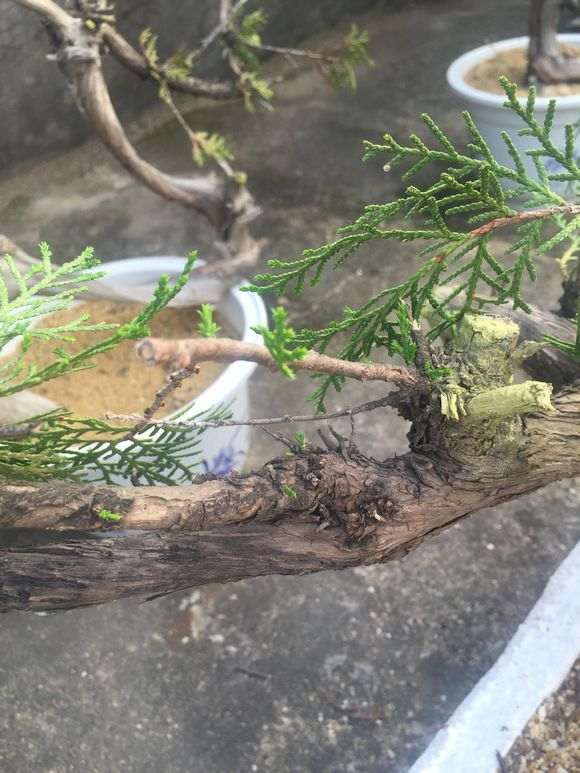 我的崖柏下山桩是用石头沙子生根剂养活的