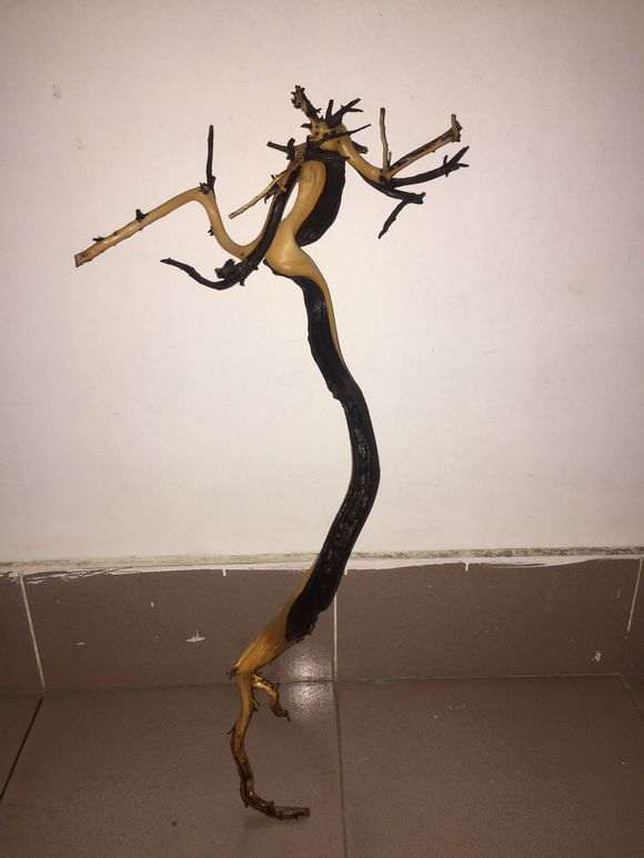 崖柏下山桩栽上多久了 两三个月可以吗 图片