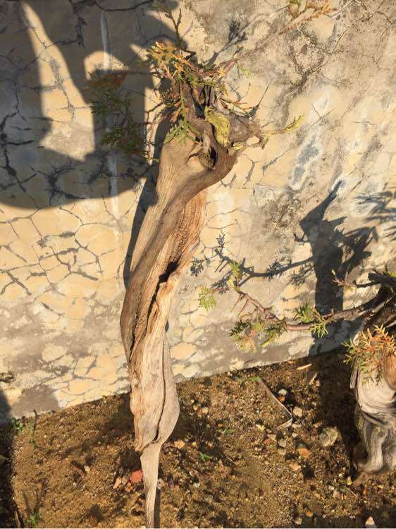 你的崖柏下山桩栽上多久了两三个月左右了