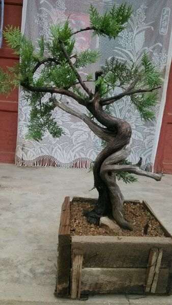 你的崖柏下山桩栽上多久了两三个月左右了