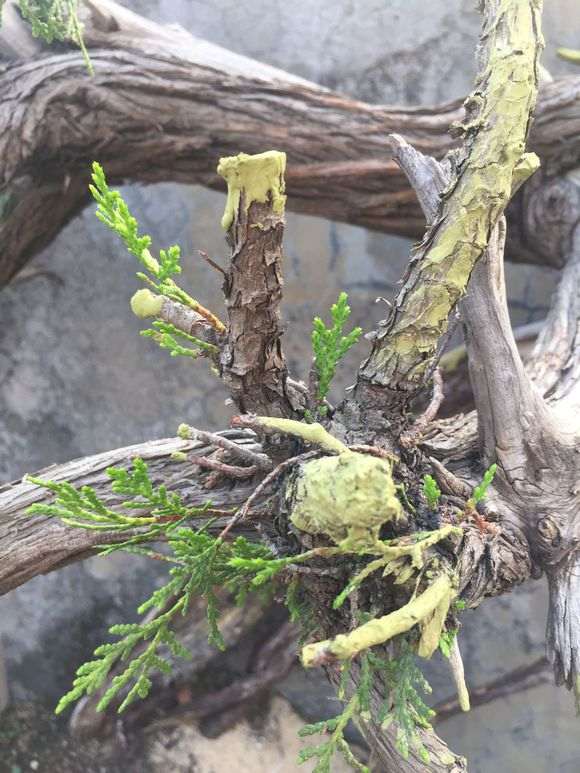 崖柏下山桩用纯沙最好 可以用粘土吗 图片