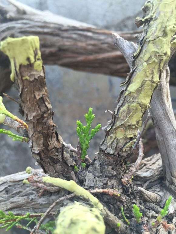 崖柏下山桩用纯沙就