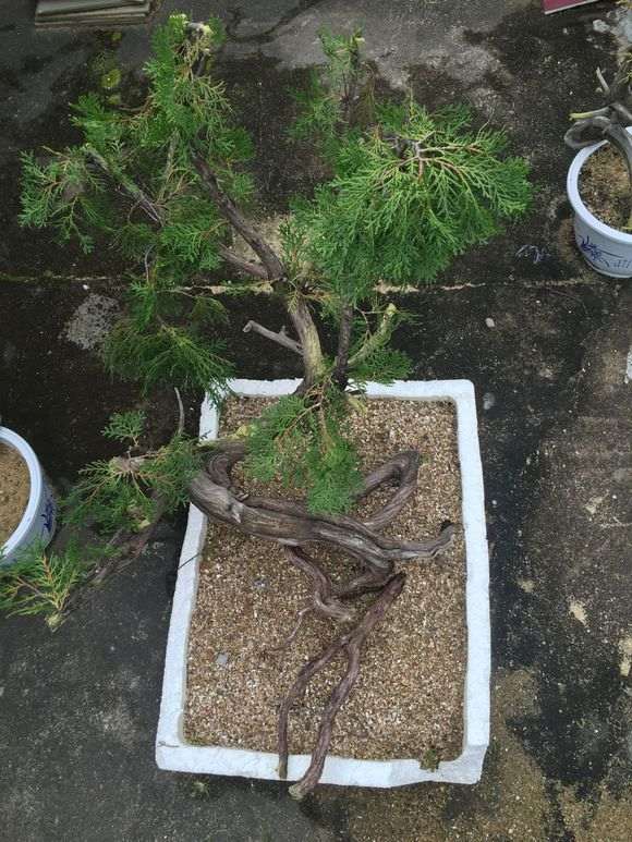 崖柏下山种植方法参考柏树扦插的做法