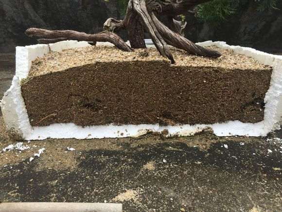 崖柏下山种植方法参考柏树扦插的做法