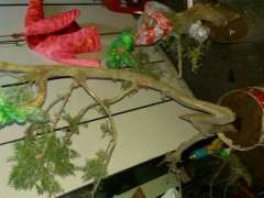 下山桩的生根粉药哪里有卖的 图片