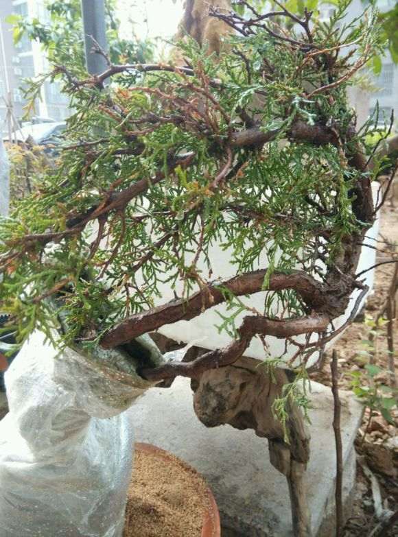 崖柏下山桩虽然发芽 但叶子怎么黄叶了 图片