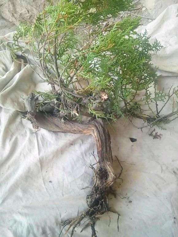 野生崖柏下山桩根系周围土壤的酸碱度吗