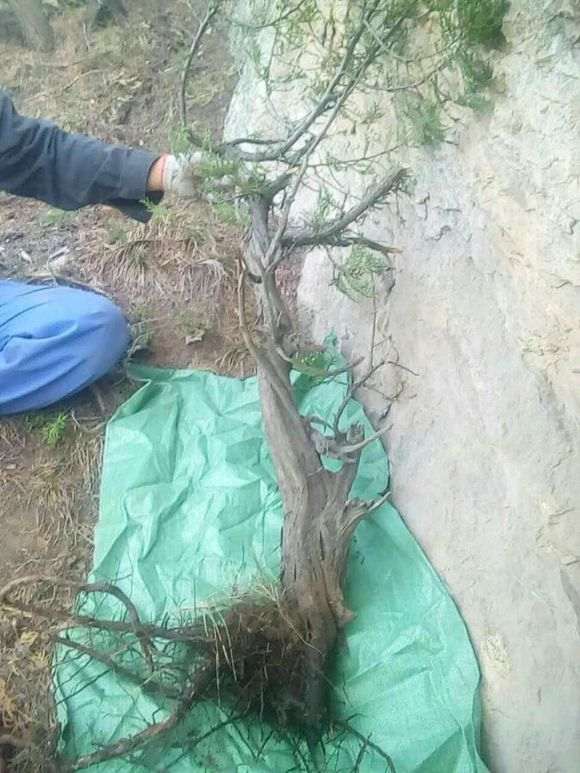 野生崖柏下山桩根系周围土壤的酸碱度吗