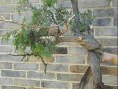 野生崖柏下山桩根系周围土壤的酸碱度吗？