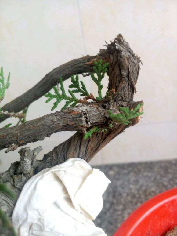崖柏下山桩发芽