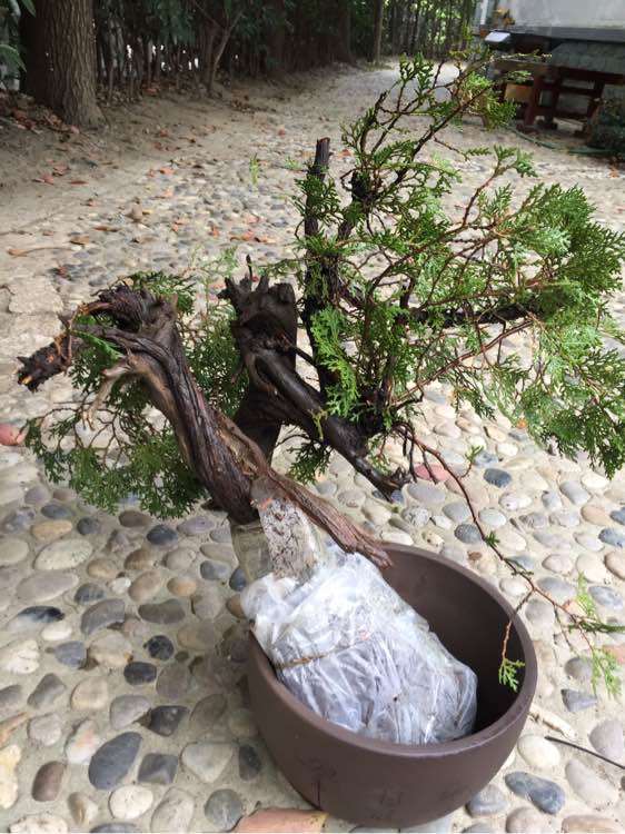 崖柏下山桩发芽