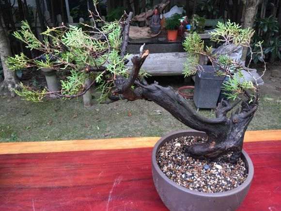 崖柏下山桩发芽