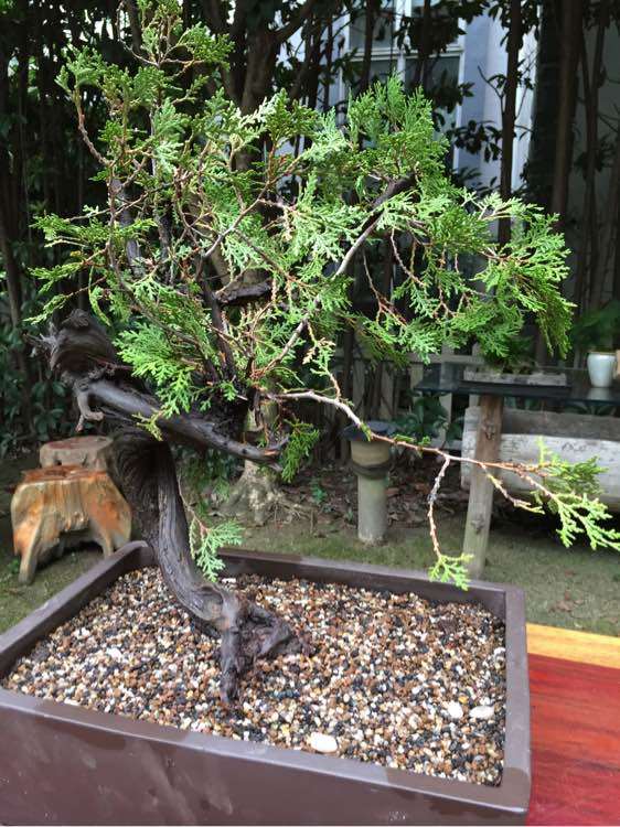 崖柏下山桩发芽