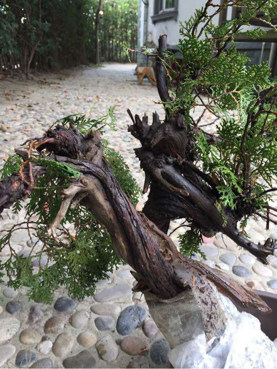 崖柏下山桩发芽