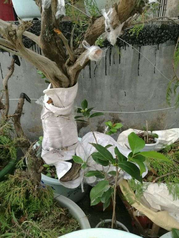 崖柏下山桩上盆之前