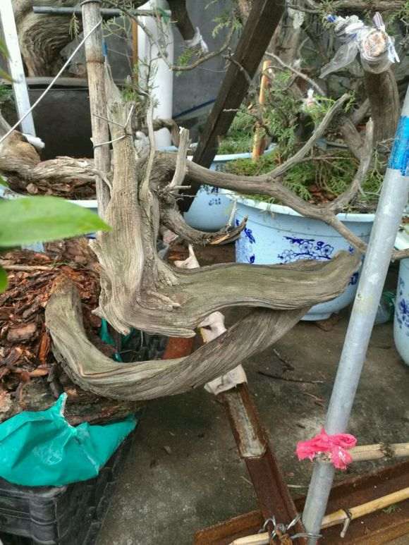 崖柏下山桩怎么上盆 教你浸泡的方法 图片