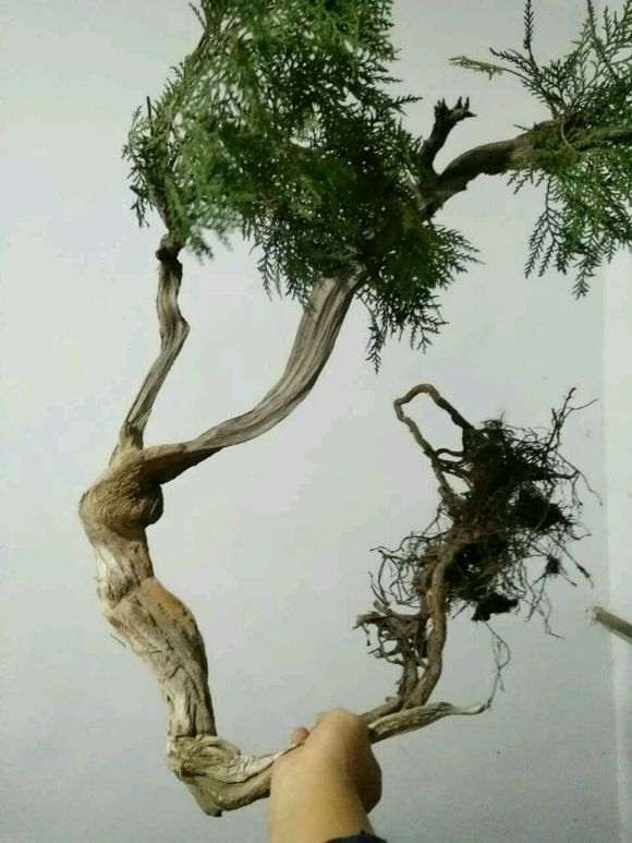 崖柏下山桩上盆之前