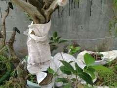 崖柏下山桩怎么上盆 教你浸泡的方法 图片