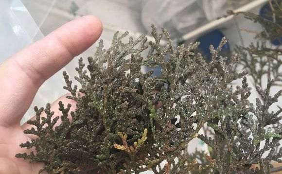 栽培崖柏下山桩的土壤用40%赤玉土和60%河沙
