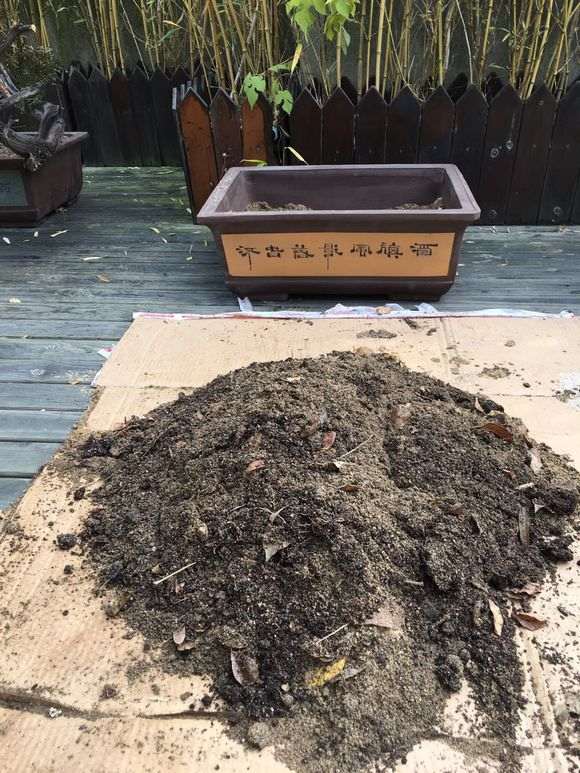 栽培崖柏下山桩的土壤用40%赤玉土和60%河沙