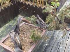 怎么栽培崖柏下山桩 土壤用40%赤玉土和60%河沙