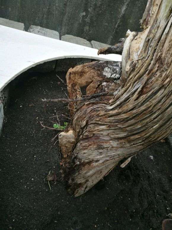 本人新手刚入崖柏下山桩