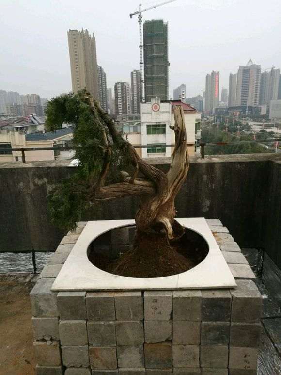 本人新手刚入崖柏下山桩