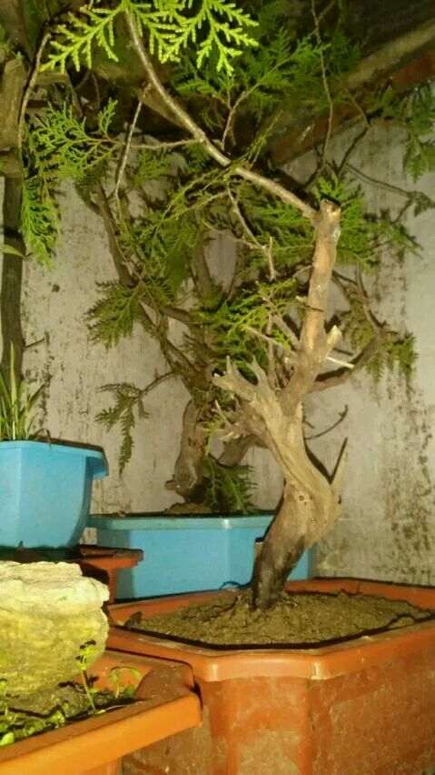 本人新手刚入崖柏下山桩