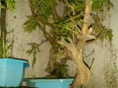 分享 我用赤玉土种植崖柏下山桩的方法 图片