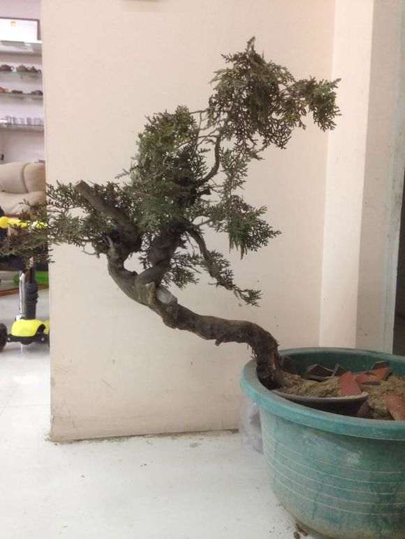 怎么判断崖柏下山桩是否成活了