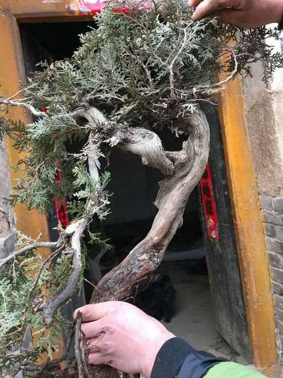 怎么判断崖柏下山桩是否成活了