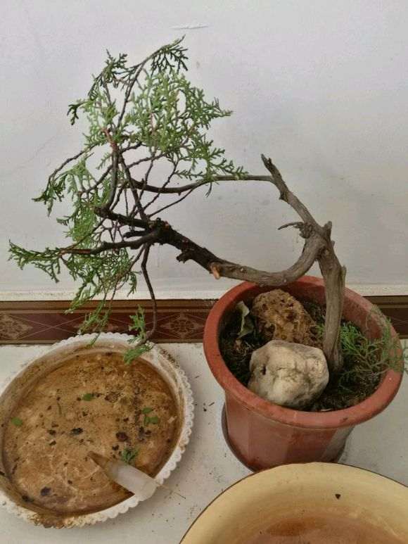 现在山上挖的崖柏下山桩 成活率高吗