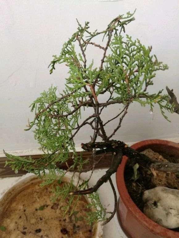 现在山上挖的崖柏下山桩 成活率高吗