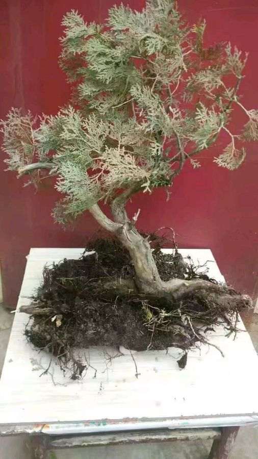 现在山上挖的崖柏下山桩 成活率高吗