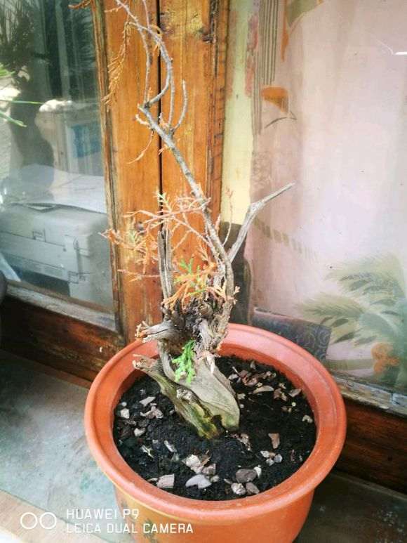 下山桩怎么套袋没问题 看我的方法 图片