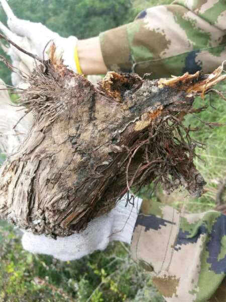 崖柏下山桩怎么长根 什么方法可以提高成活率