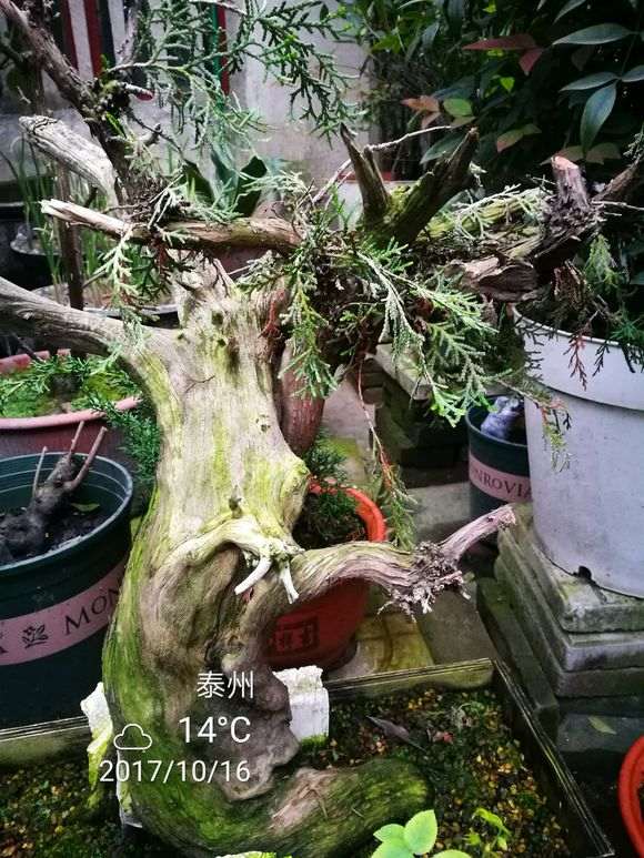 崖柏下山桩用赤玉土