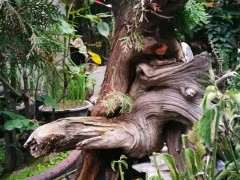 崖柏下山桩用赤玉土 生根剂泡两个小时 效果最好