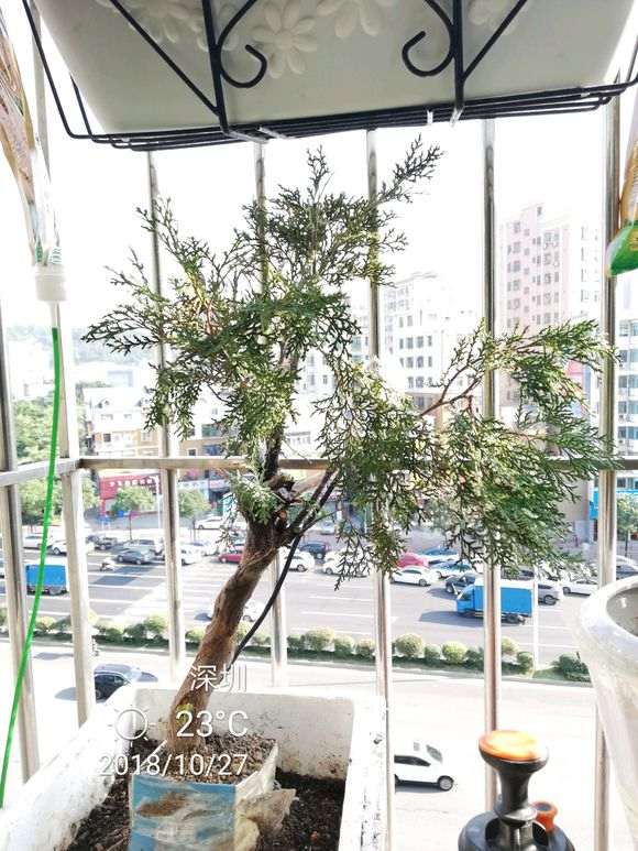 怎么在深圳种植崖柏下山桩 可以发芽吗 图片