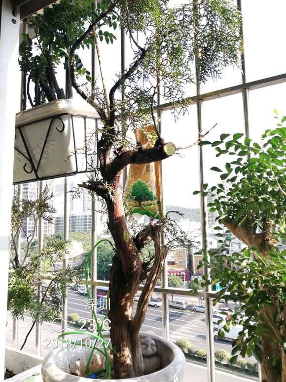 怎么在深圳种植崖柏下山桩 可以发芽吗 图片