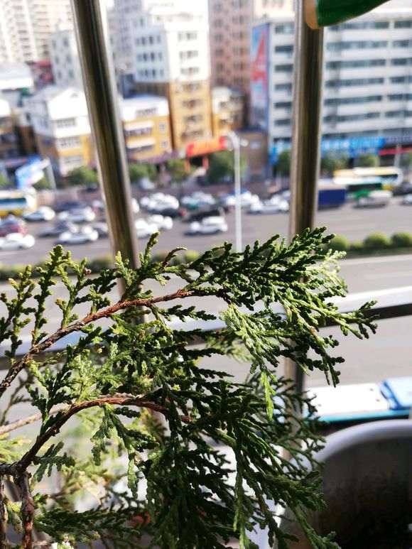 怎么在深圳种植崖柏下山桩 可以发芽吗 图片