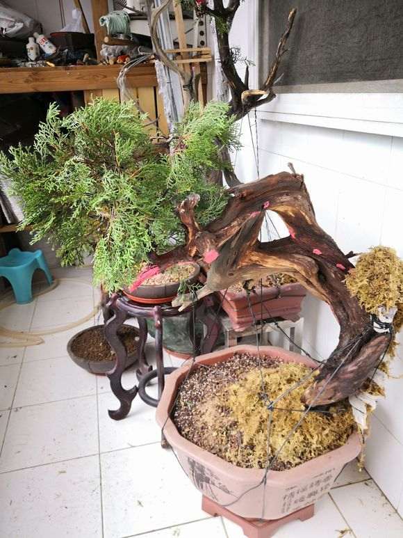 怎么在深圳种植崖柏下山桩 可以发芽吗 图片