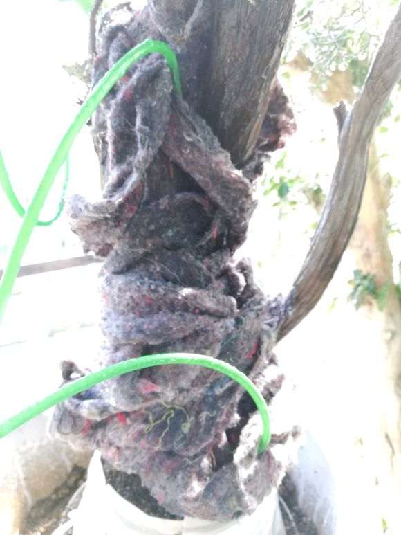 怎么在深圳种植崖柏下山桩 可以发芽吗 图片