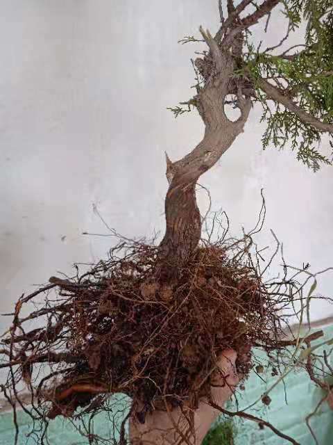 崖柏下山桩都没有发芽的迹象