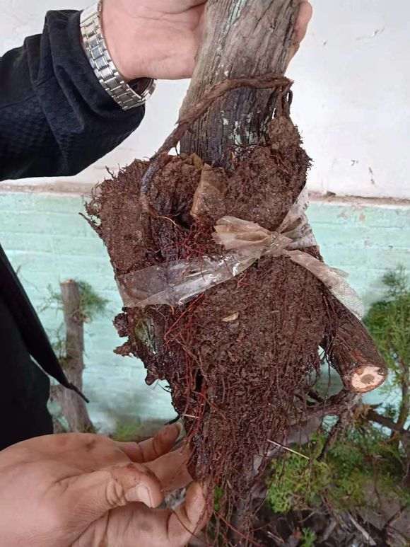 崖柏下山桩都没有发芽的迹象