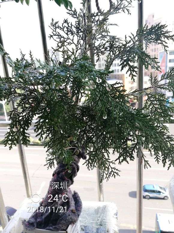 崖柏下山桩在深圳养殖43天后的样子