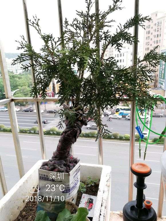 崖柏下山桩在深圳养殖43天后的样子